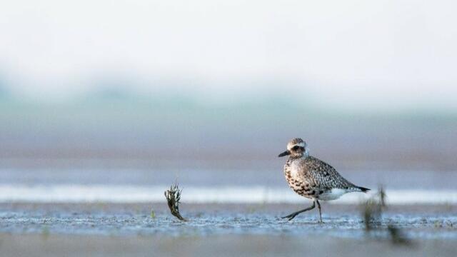 Grey plover on mudflat. © Jan Sohler/ NAKUWA.